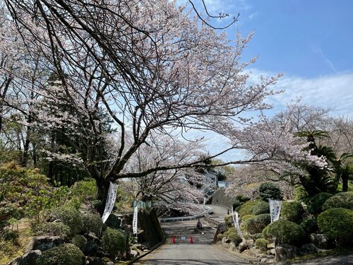LINE_ALBUM_2025さとやま桜祭り_250409_7.jpg