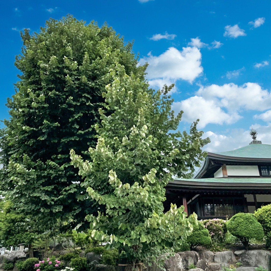 菩提樹 四季百花宝珠 1 花と仏画の寺 サトヤマ寺ス